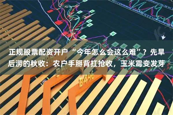 正规股票配资开户 “今年怎么会这么难”？先旱后涝的秋收：农户手掰背扛抢收，玉米霉变发芽